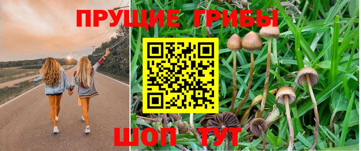 Псилоцибиновые грибы Psilocybe Семёнов